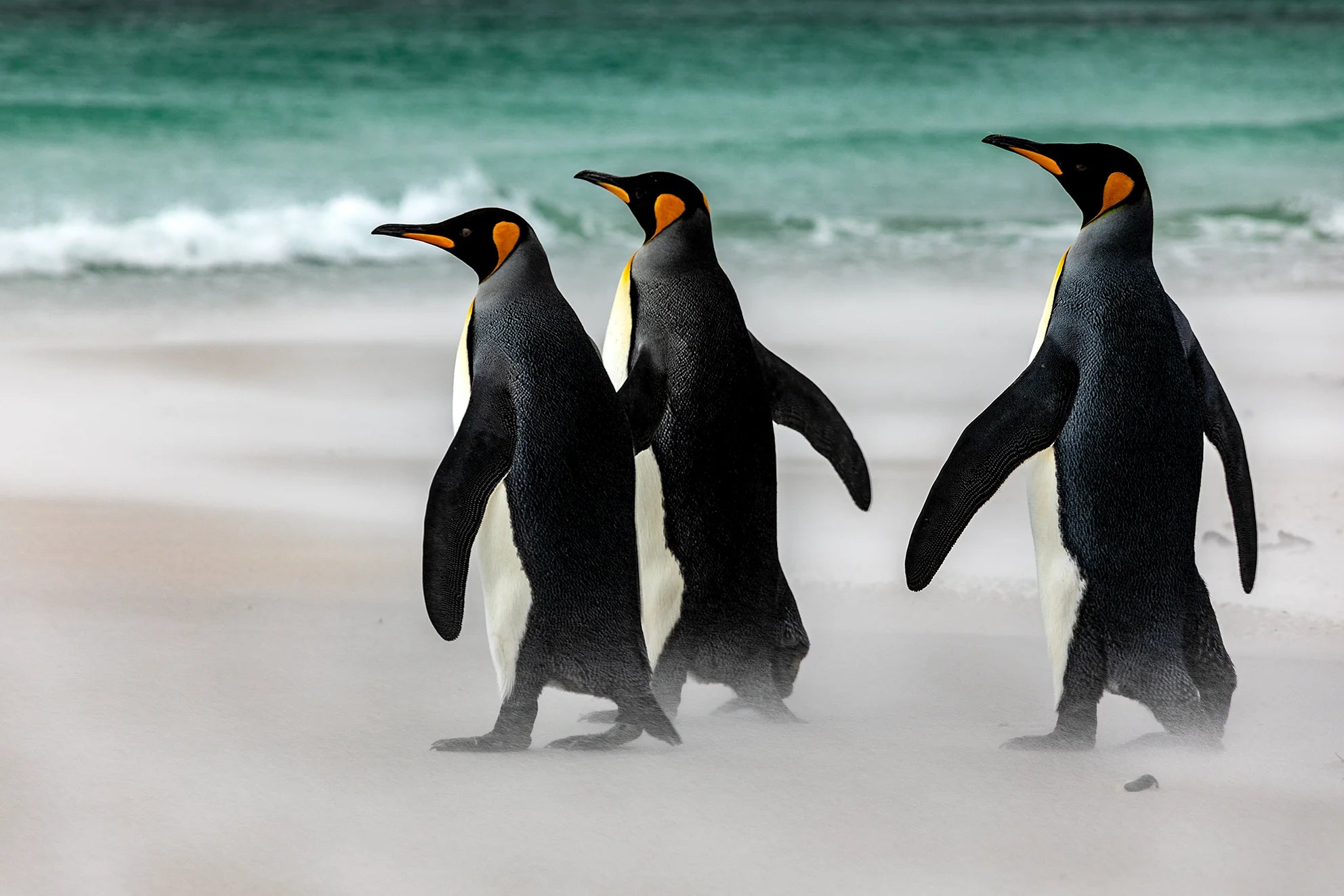 Penguin1 菅原千代志