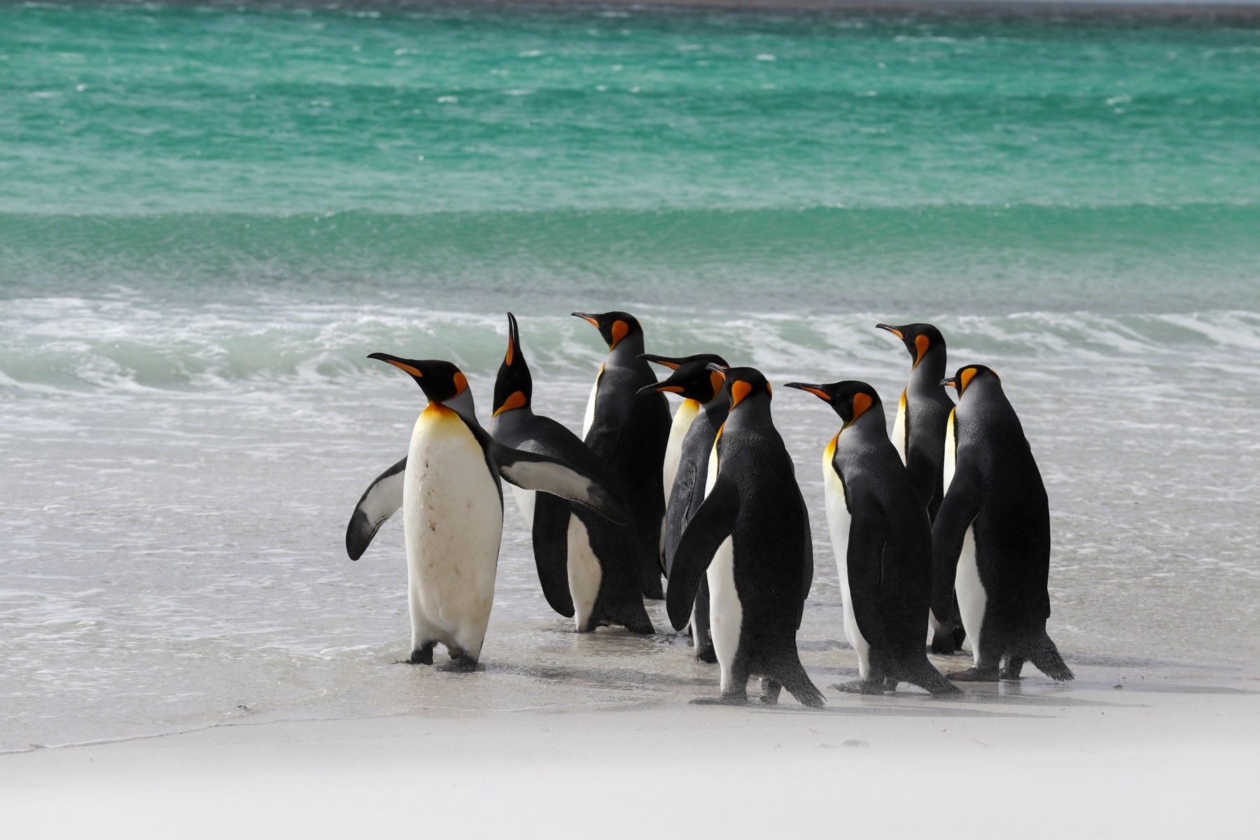 Penguin2 菅原千代志