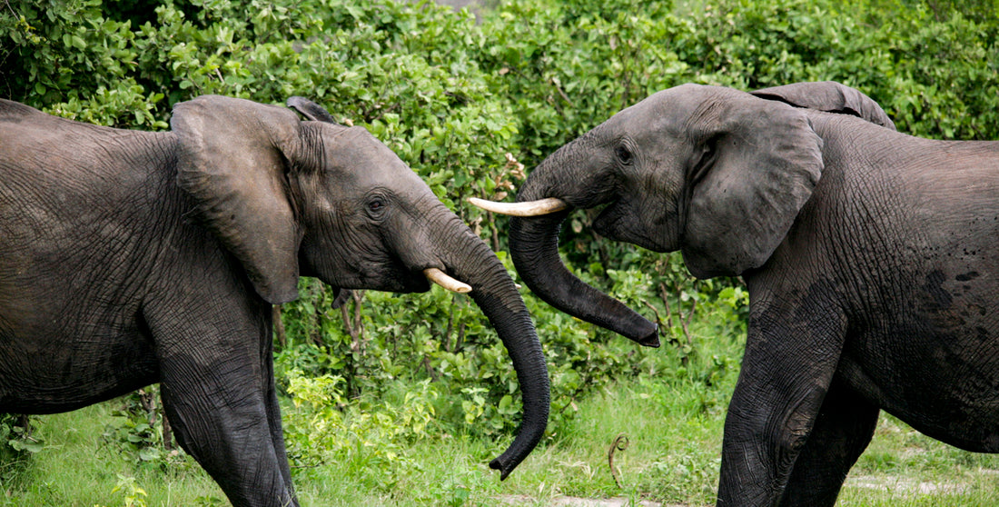 elephant Chiyoshi Sugawara