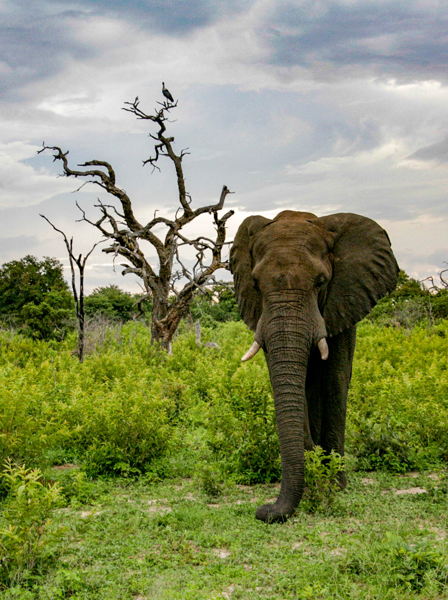 elephant3 菅原千代志