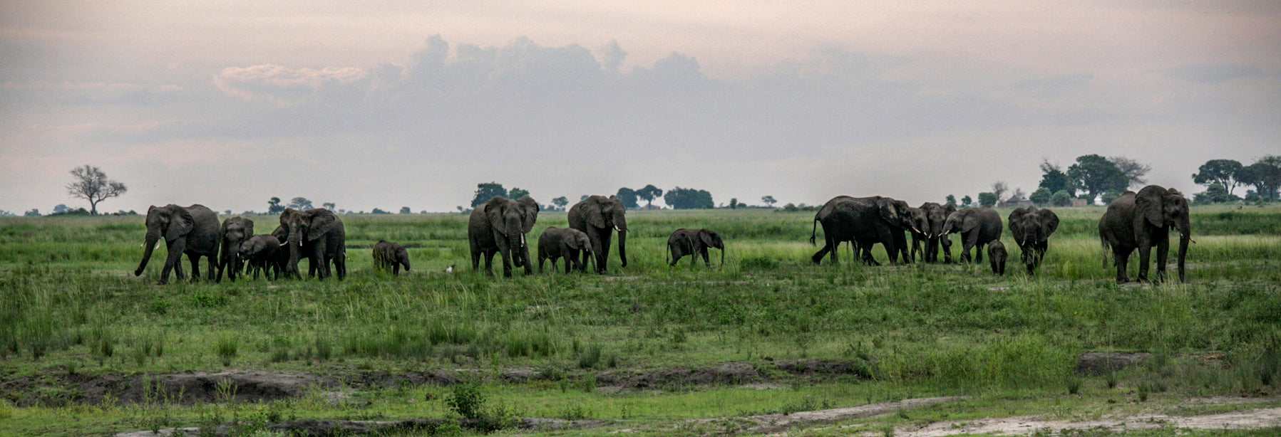 elephant2 菅原千代志