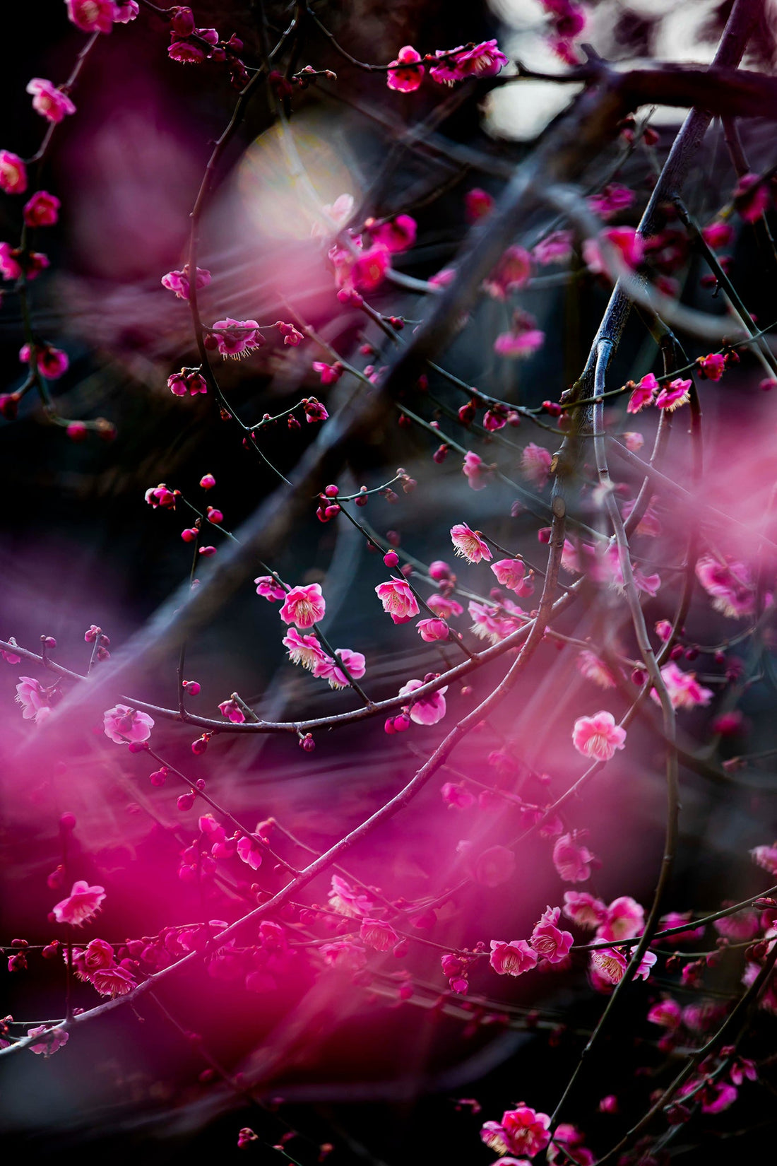 Spring Shuhei Kusuda