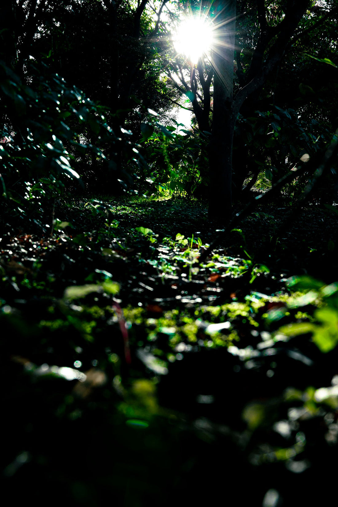 Light guide Shuhei Kusuda