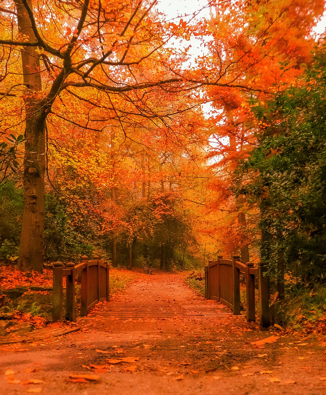 あき小路 水野里美