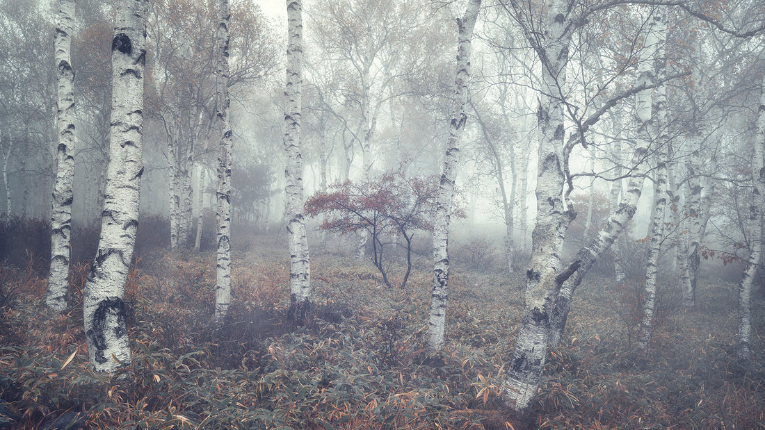 Moist forest Taisuke Goto