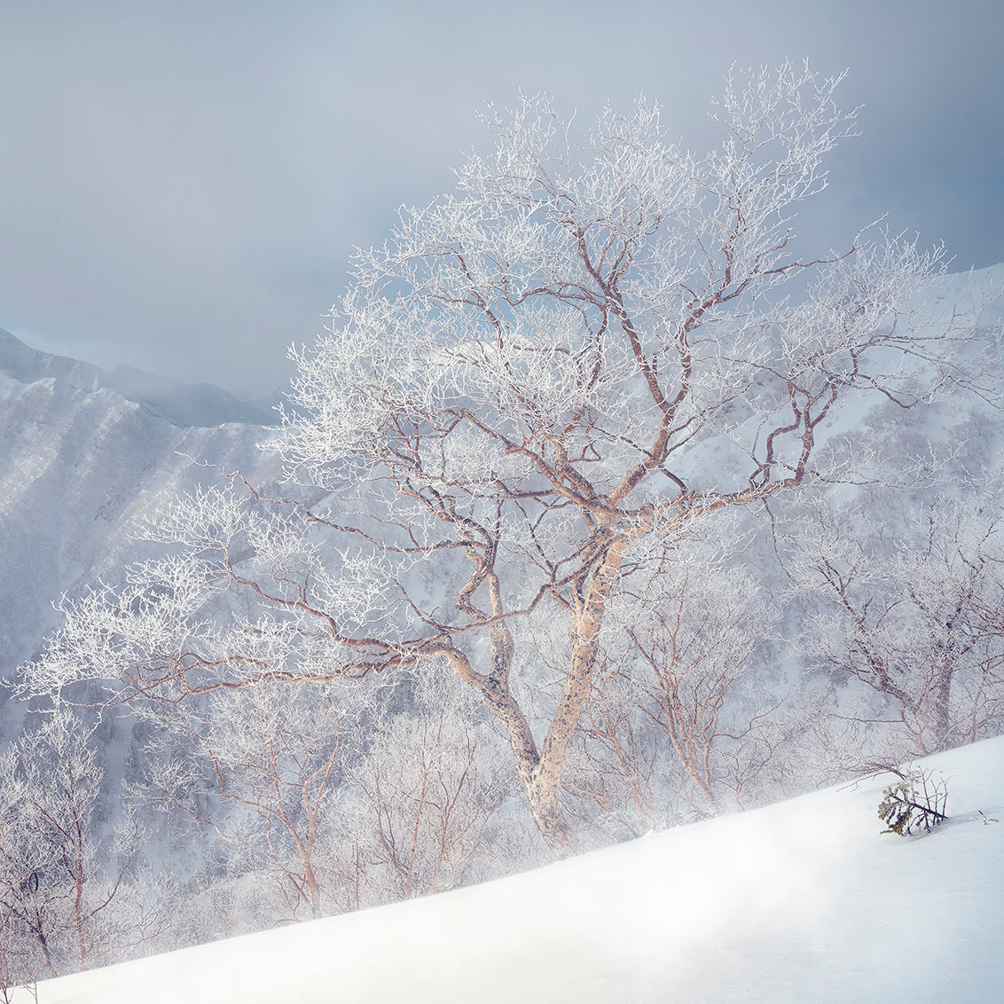 Ice tree Taisuke Goto