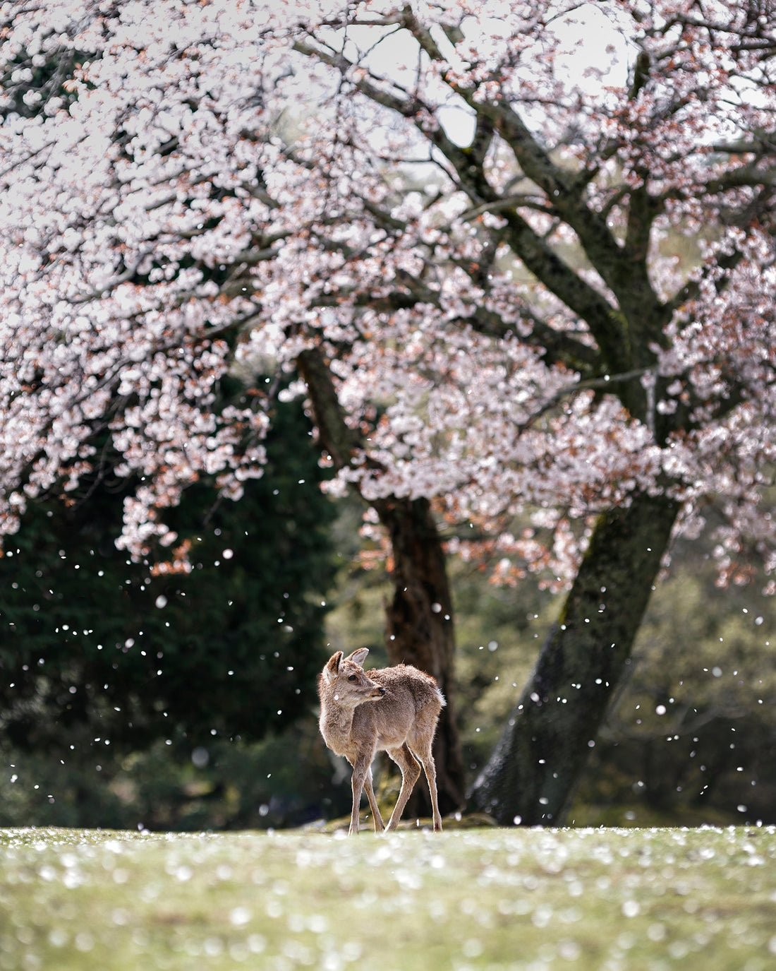Deer1-Flowers. (Nara Prefecture) Koji Yamashita