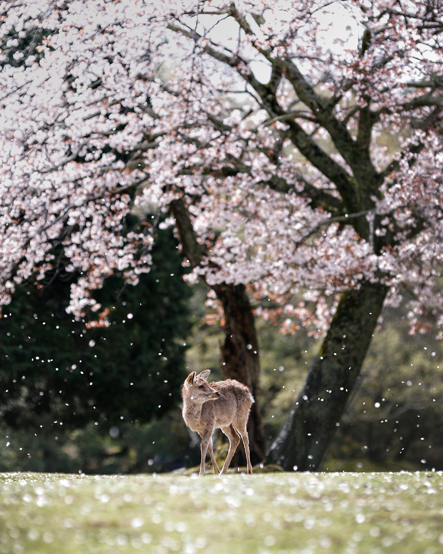 Deer1-花散らし。 (奈良県) 山下浩司