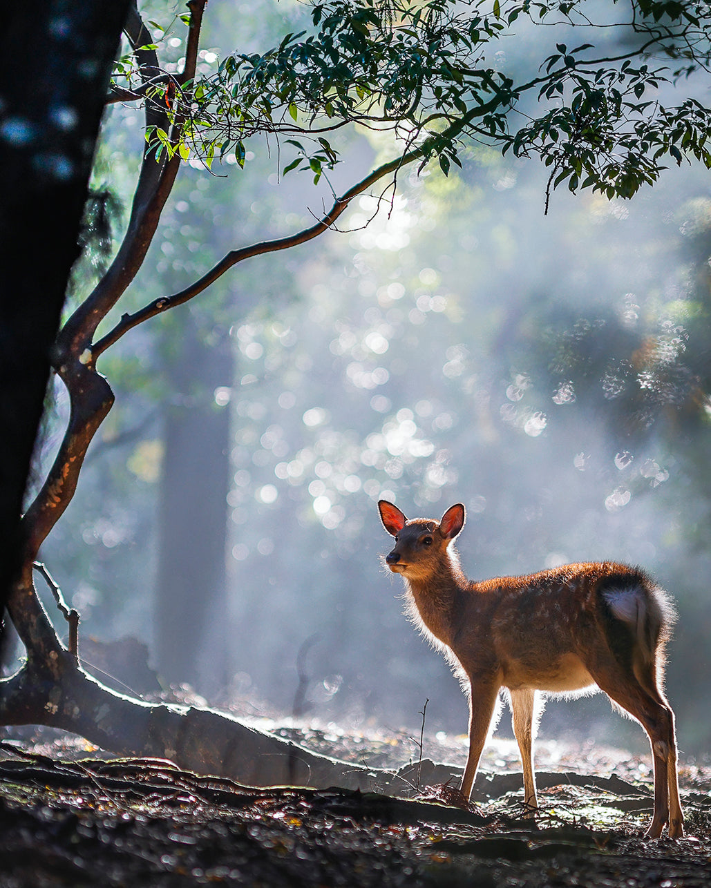 Deer2-Forest Fairy. (Nara Prefecture) Koji Yamashita