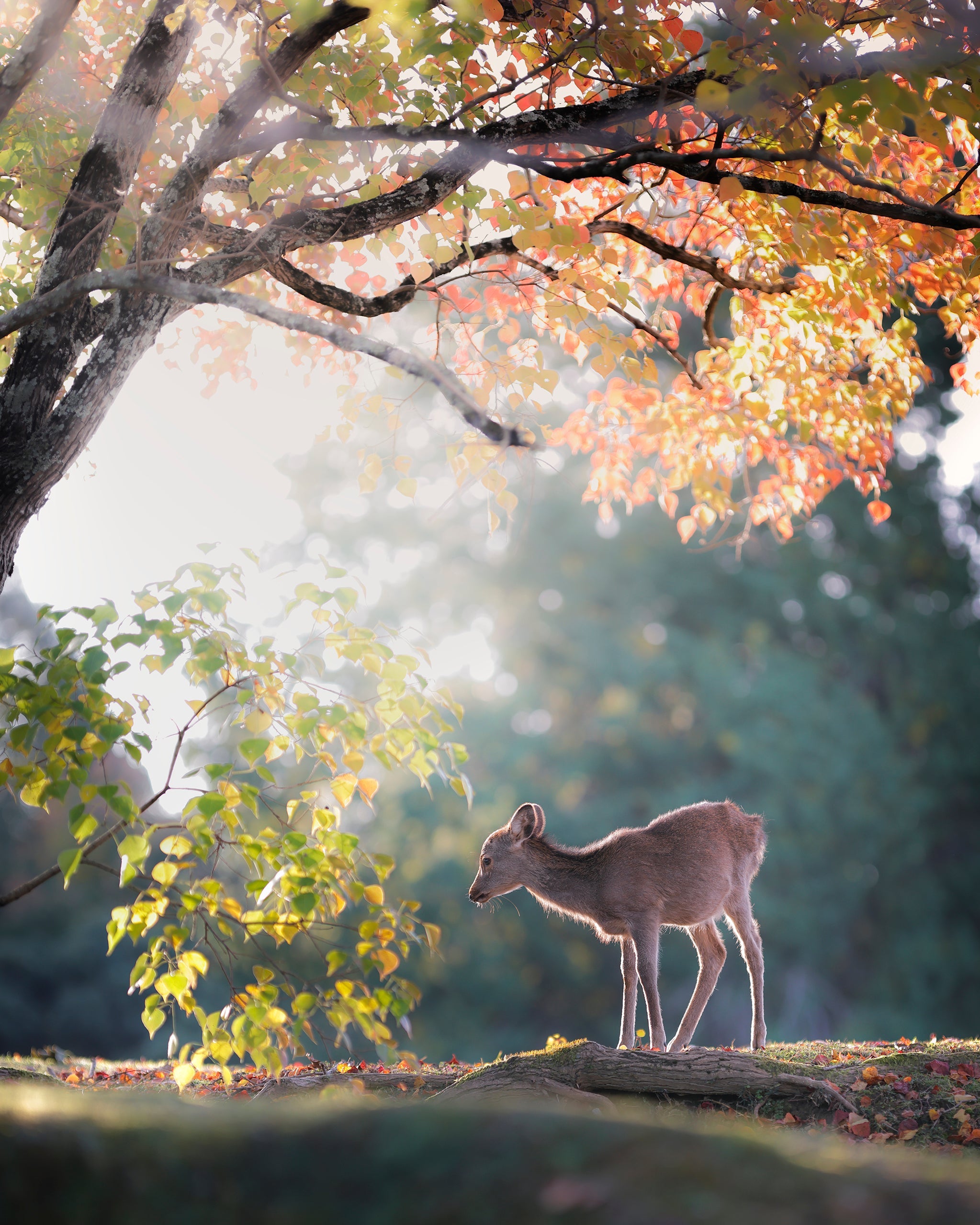 Deer3-小さい秋、見つけた。 (奈良県)  山下浩司