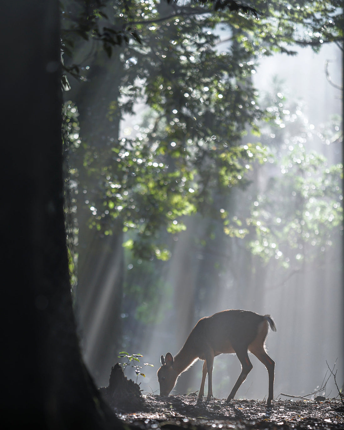 Deer4-光芒の朝。 (奈良県) 山下浩司