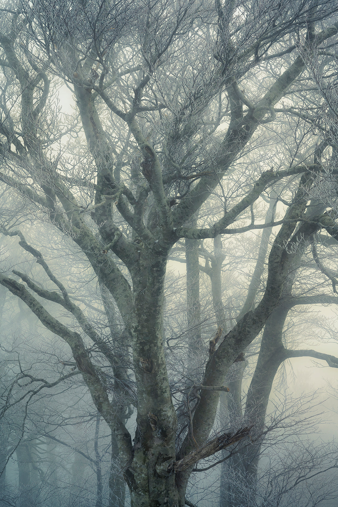 Misty Beech Taisuke Goto