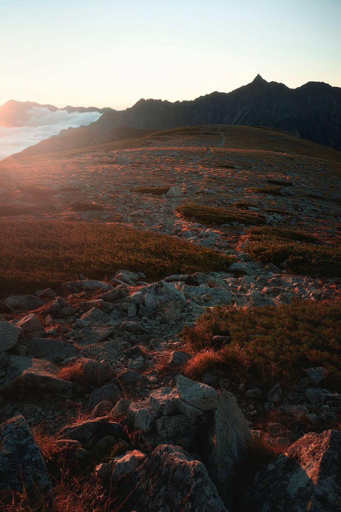 Shine Gold Taisuke Goto