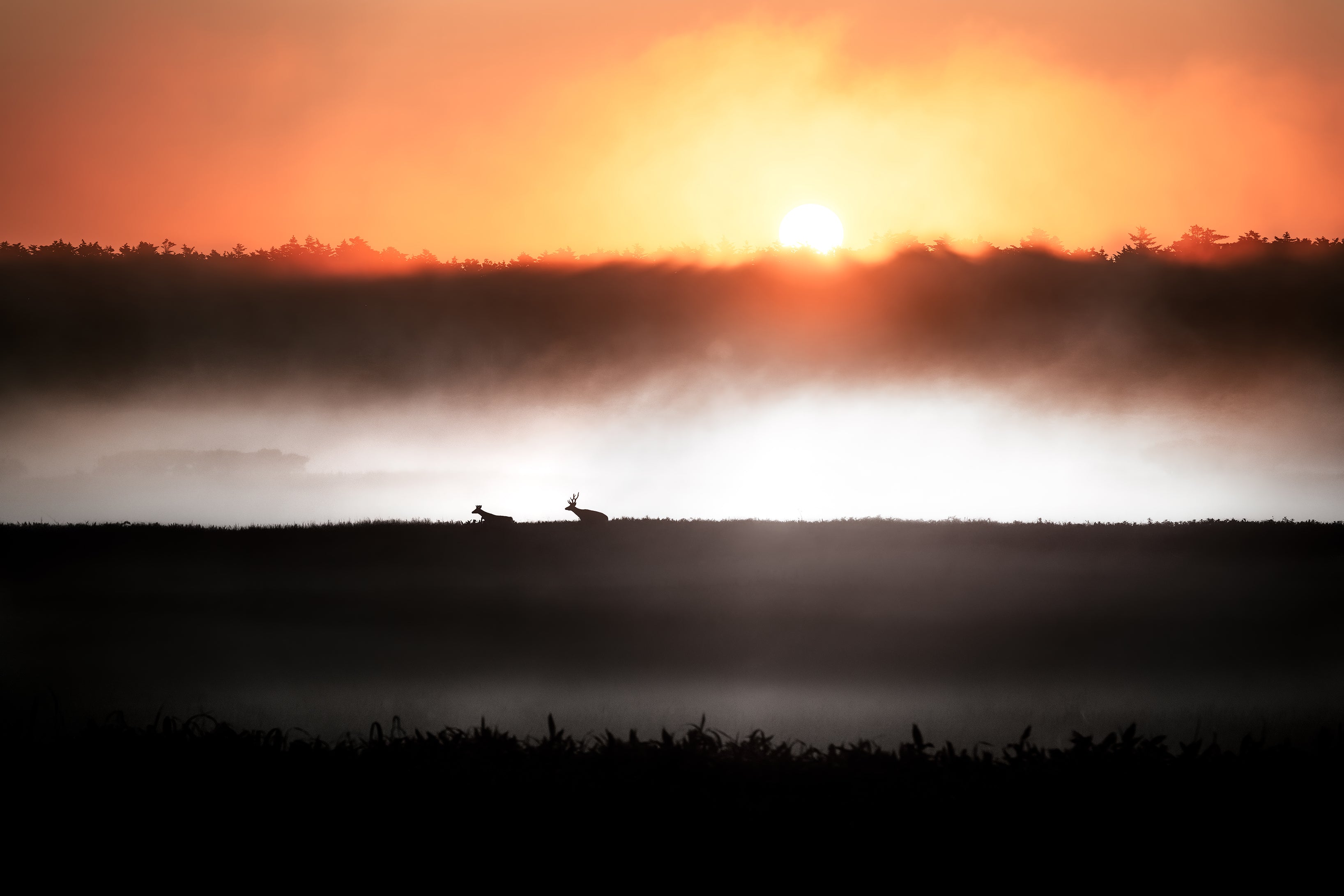 Wildlife#1〜エゾシカ〜 Norland Animals#1〜Ezo Deers〜 平井葉月