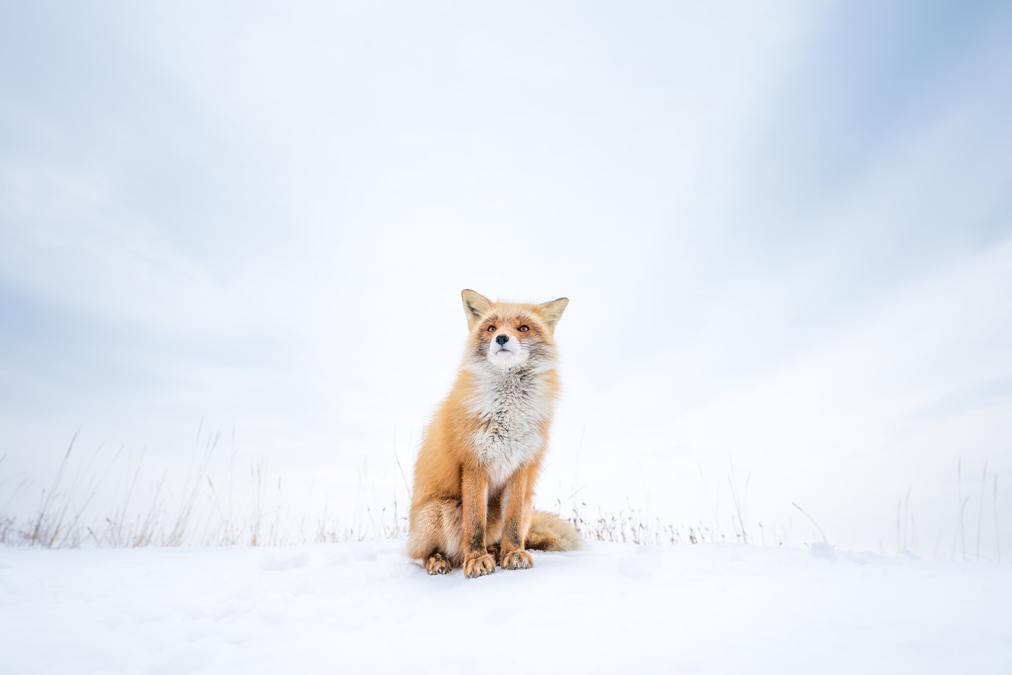 Wildlife