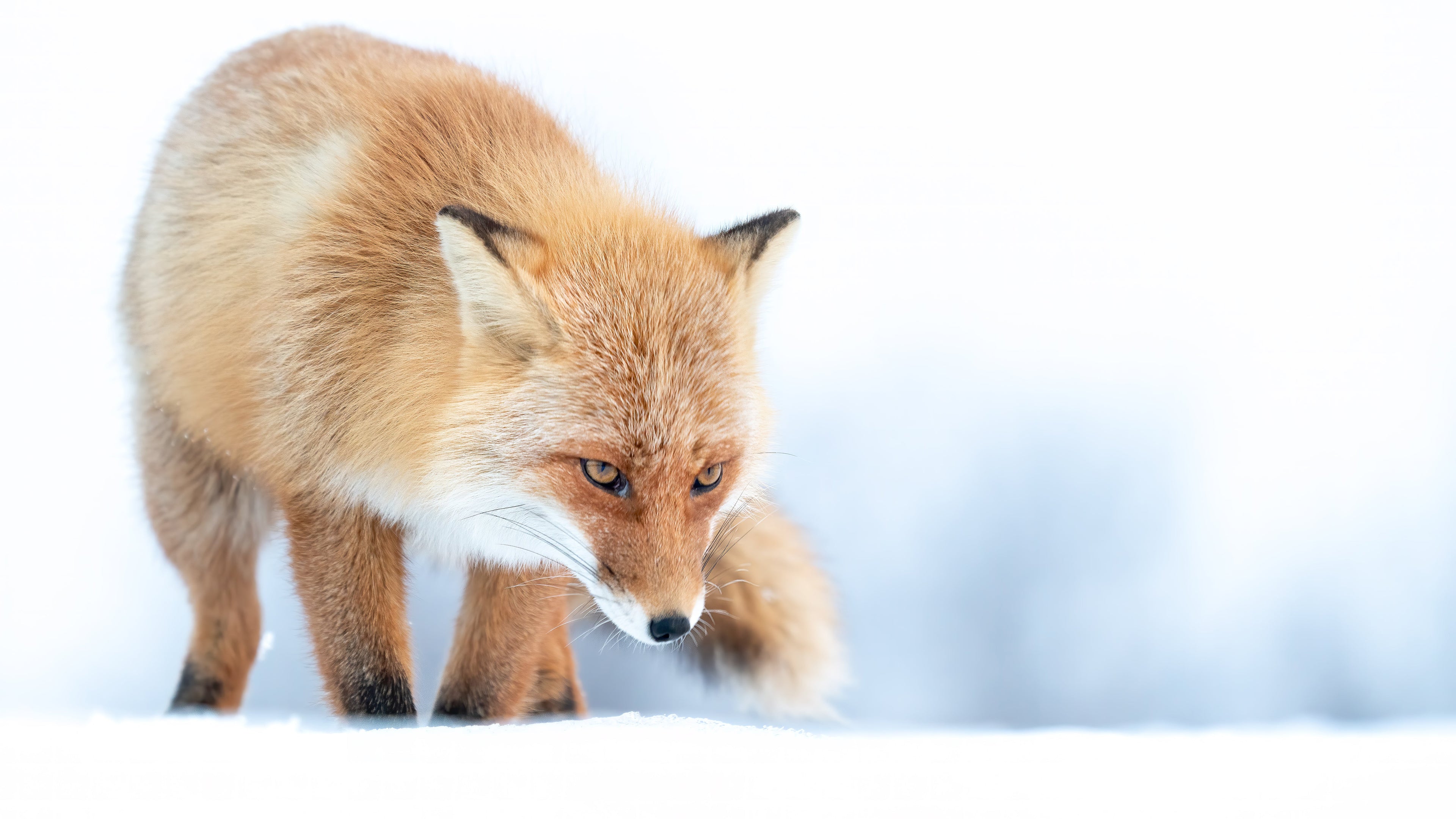 Wildlife#5〜キタキツネ〜 Norland Animals#5〜Red Fox〜 平井葉月