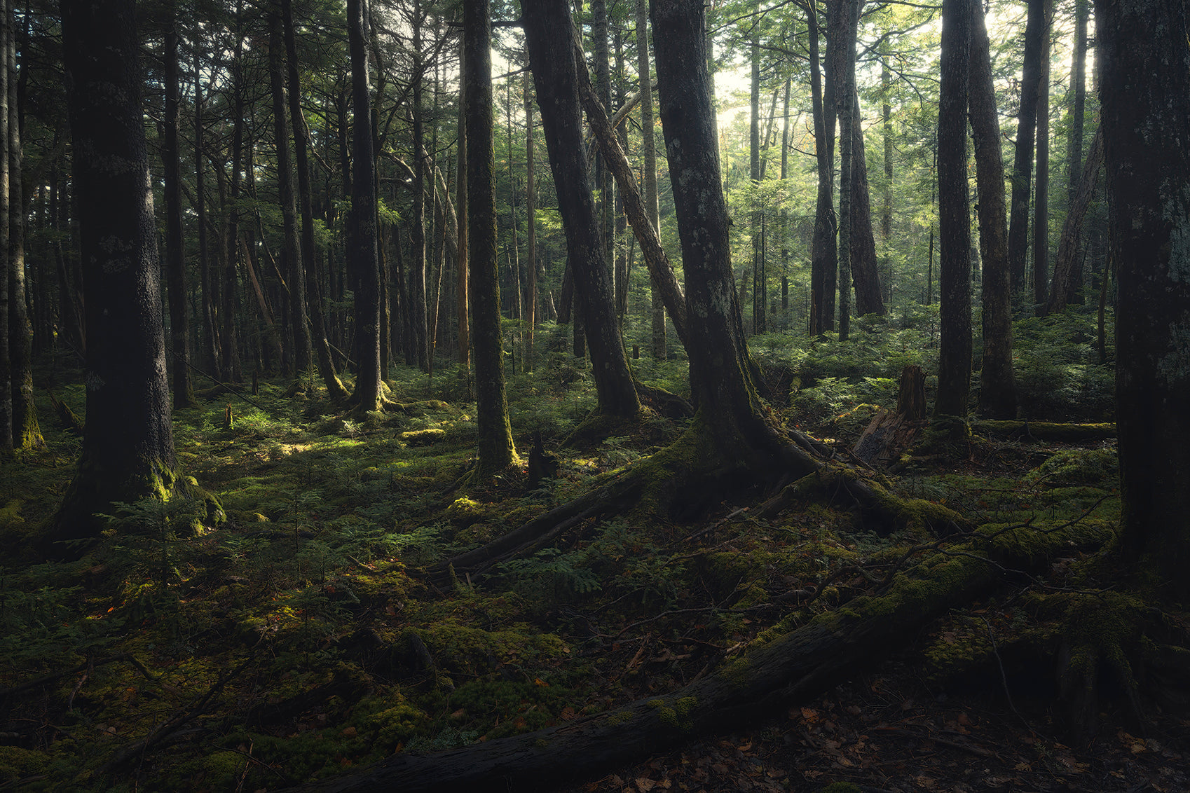 greenery 後藤太介