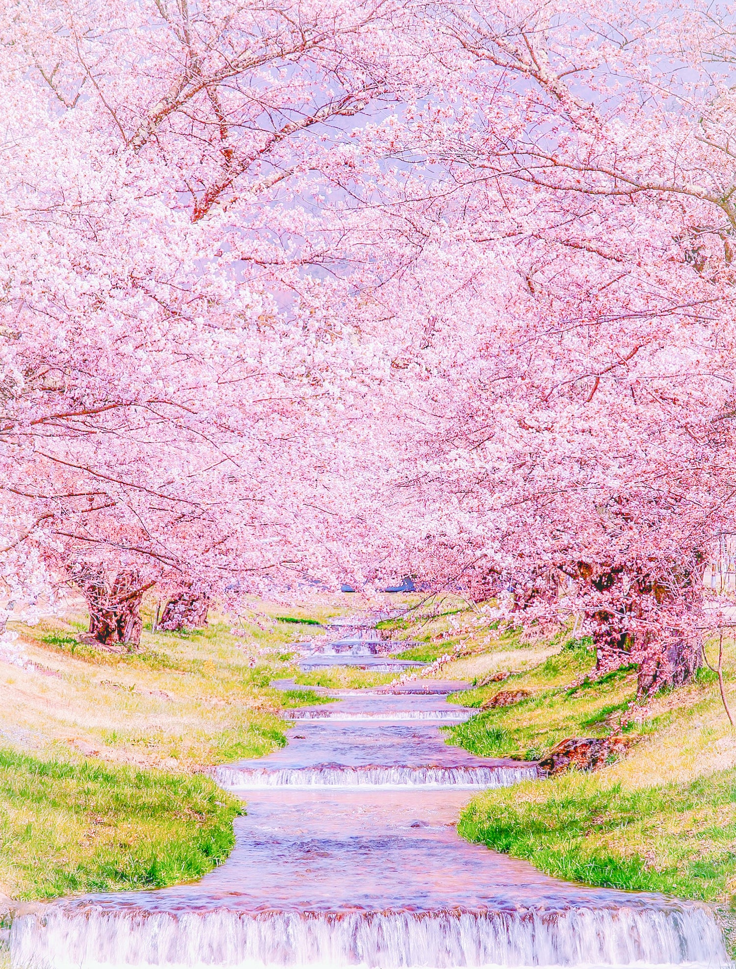 Cherry blossom trees along Kanonji River Satomi Mizuno