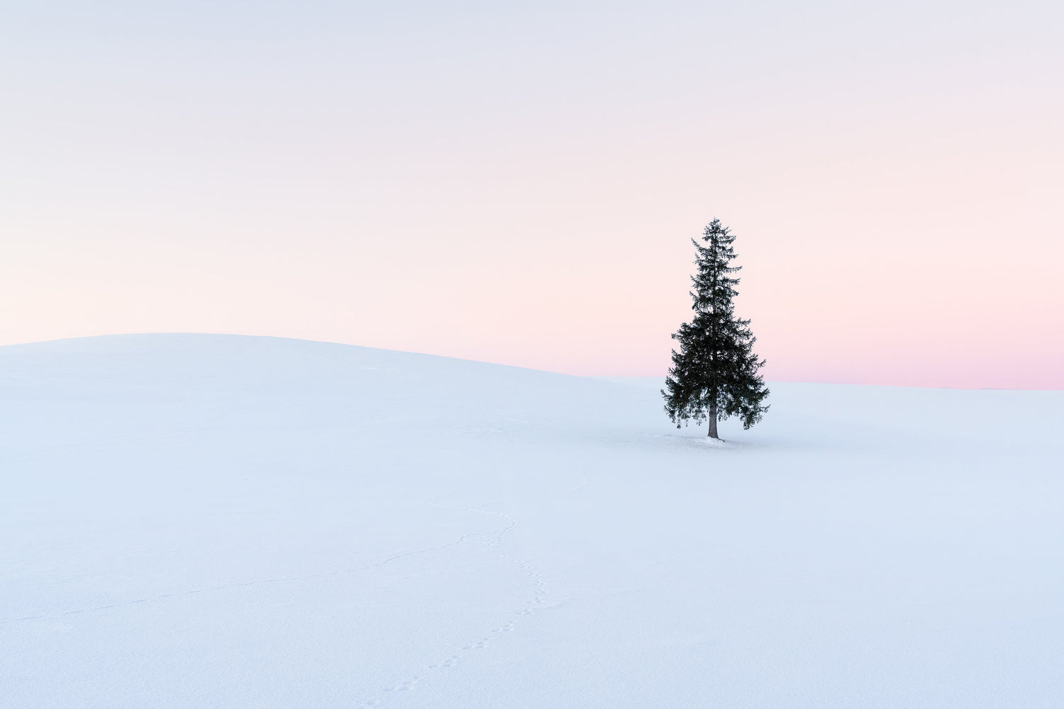美瑛＃4〜クリスマスツリーの木〜 Biei ,Hokkaido,JAPAN＃4〜Tree Of Christmas〜平井葉月
